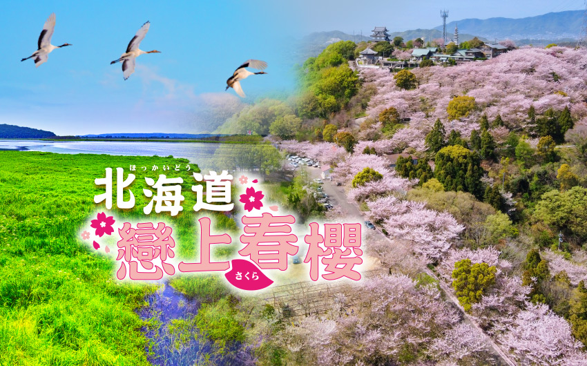 戀上春櫻北海道５日